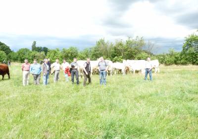 Charolais Züchter bei der Besichtigung der hornlosen Kühe im Betrieb Quade