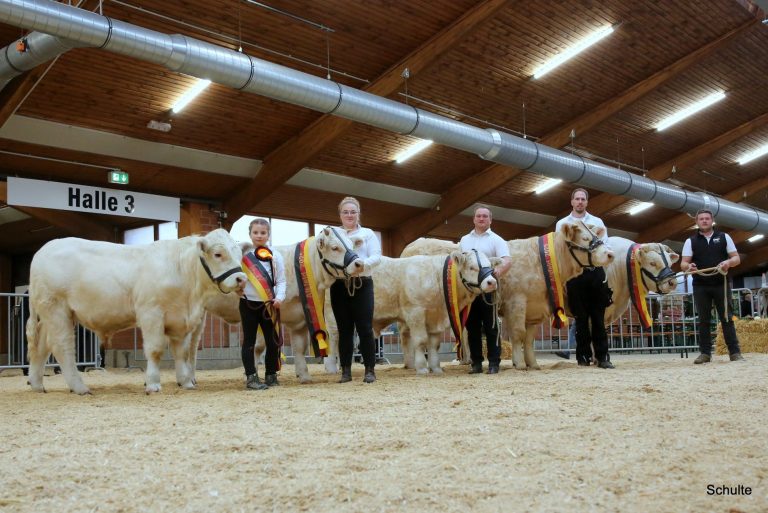 353-Alle Siegertiere der BRS Charolais 2025 Alsfeld